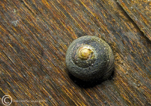 Snail on wooden pier leg.
Trefor Pier, N. Wales.
D3 60mm. by Mark Thomas 